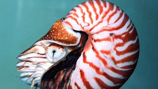 Ein rot-weiß gestreifter Nautilus im Wasser