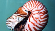 Ein rot-weiß gestreifter Nautilus im Wasser