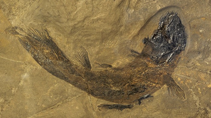 Das Fossil eines Quastenflossers in Stein.