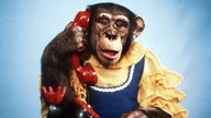 Der Schimpanse Ronny aus der TV-Sendung "Ronnys Pop-Show" am Telefon.