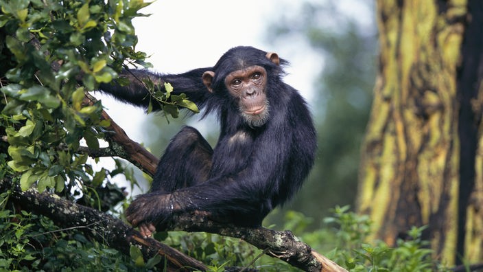 Ein Schimpanse sitzt auf einem Ast.
