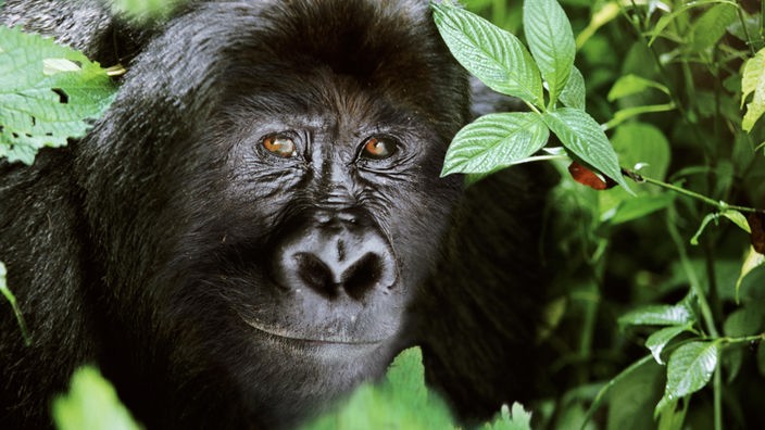 Ein Berggorilla im Regenwald im Kongo