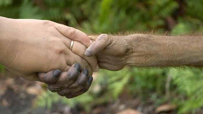 Eine Orang-Utan-Hand greift nach einer Menschenhand