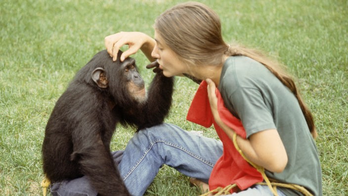 Ein Mensch und ein Schimpanse