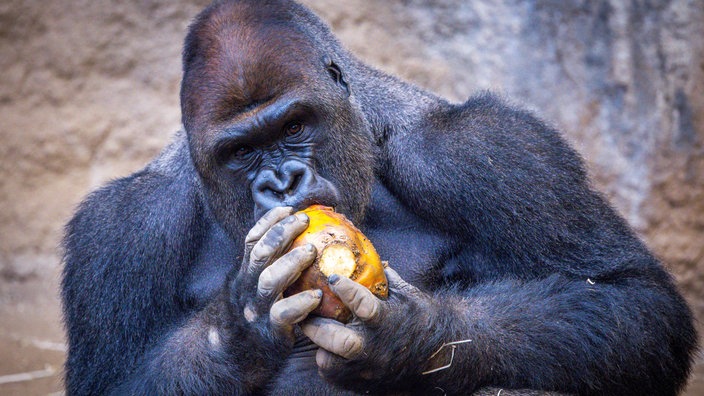 Ein Gorilla frisst im Rostocker Zoo ein Stück Obst | Bildquelle: dpa / Jens Büttner Ein Gorilla frisst im Rostocker Zoo ein Stück Obst