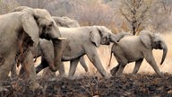 Eine Elefantenherde im Nationalpark Pilanesberg, Südafrika. Mehrere Elefanten marschieren durch das Bild.