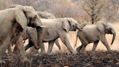 Eine Elefantenherde im Nationalpark Pilanesberg, Südafrika. Mehrere Elefanten marschieren durch das Bild.