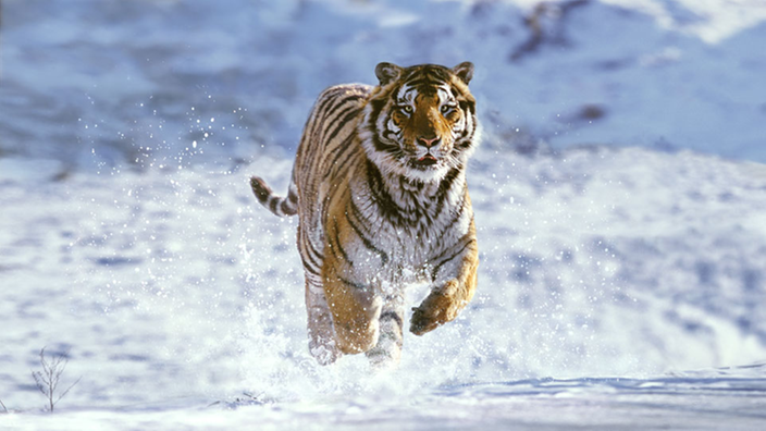 Sibirischer Tiger im Schnee.