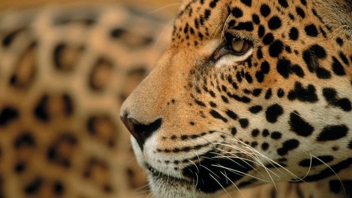 Jaguar | Bildquelle: Mauritius Jaguar