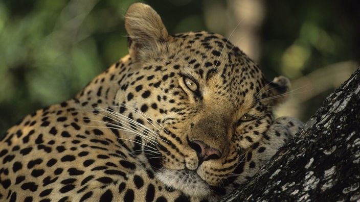 Leopard auf Baumstamm.