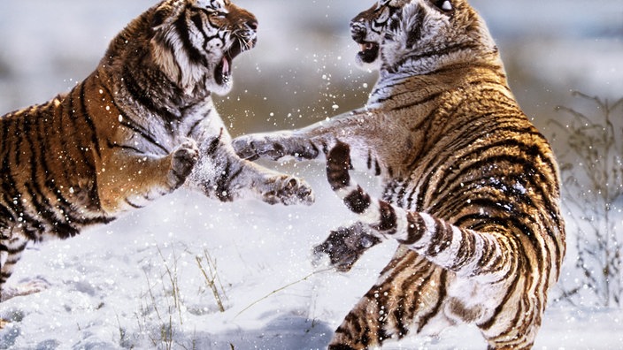 Zwei Sibirische Tiger kämpfen. | Bildquelle: Mauritius Zwei Sibirische Tiger kämpfen.