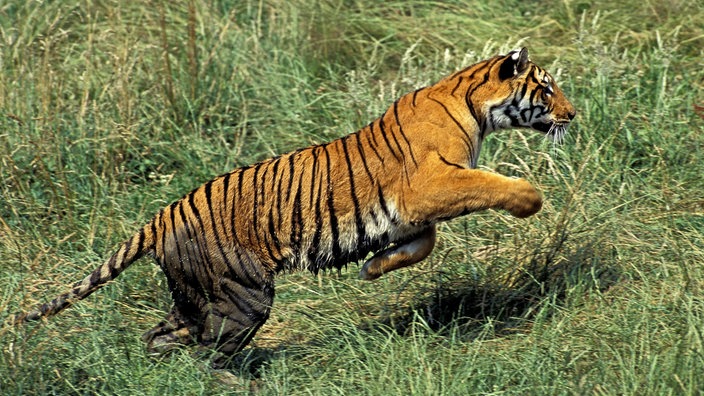 Bengaltiger rennt. | Bildquelle: Mauritius Bengaltiger rennt.