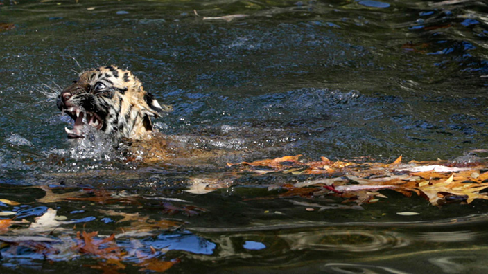 Ein schwimmender Sumatra-Tiger.