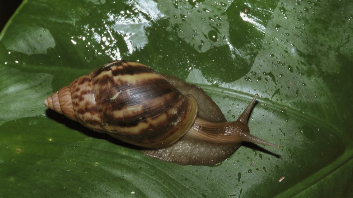 Achatschnecke auf großem Blatt eines Gummibaums. Braune Schnecke mit spitz zulaufendem Gehäuse. | Bildquelle: Mauritius/Kerstin Layer Achatschnecke auf großem Blatt eines Gummibaums. Braune Schnecke mit spitz zulaufendem Gehäuse.