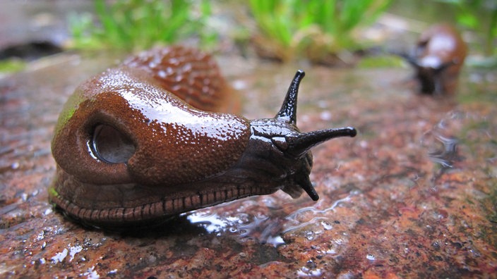 Eine Rote Wegschnecke | Bildquelle: dpa/Karl-Josef Hildenbrand Eine Rote Wegschnecke