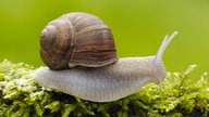 Weinbergschnecke 