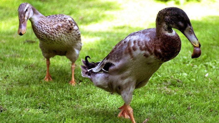 Indische Laufenten auf Rasen. Männchen frisst Nacktschnecke, wird von Weibchen beobachtet. | Bildquelle: dpa/Horst Pfeiffer Indische Laufenten auf Rasen. Männchen frisst Nacktschnecke, wird von Weibchen beobachtet.