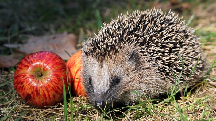 Junger Igel | Bildquelle: dpa/Patrick Pleul Junger Igel