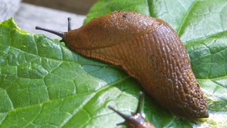 Eine Nacktschnecke auf einem Gurkenblatt