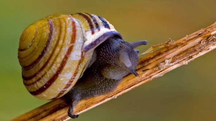 Garten-Bänderschnecke | Bildquelle: Imago/Vorbusch Garten-Bänderschnecke