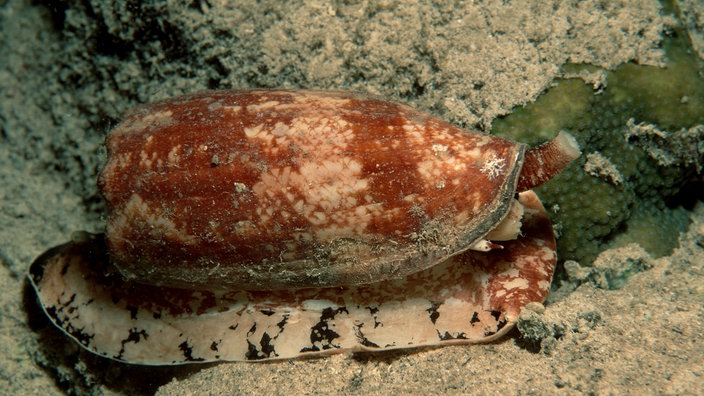 Braunbeige gemusterte Kegelschnecke 