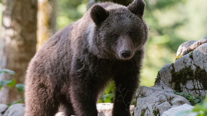 Europäischer Braunbär auf einem Felsen