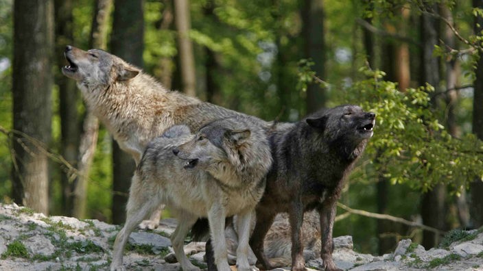 Mehrere Wölfe nebeneinander