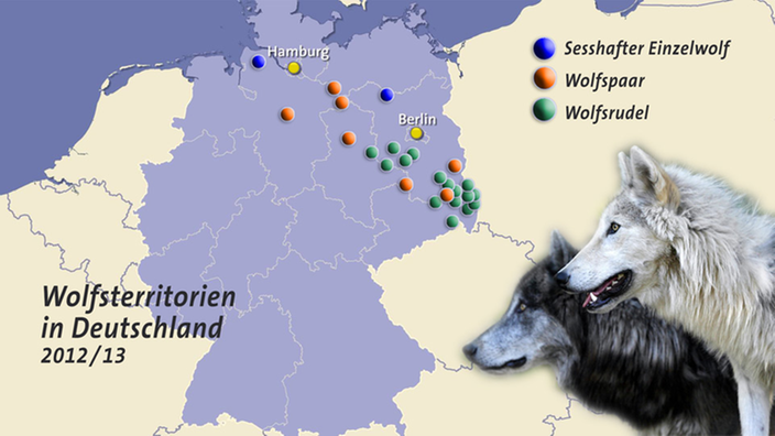 Grafik mit Deutschlandkarte auf der nachgewiesene Wolfsvorkommen eingetragen sind (Stand: 2012/2013). | Bildquelle: SWR Grafik mit Deutschlandkarte auf der nachgewiesene Wolfsvorkommen eingetragen sind (Stand: 2012/2013).