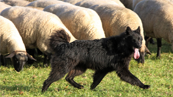 Ein schwarzer Hirtenhund beschützt eine Schafsherde