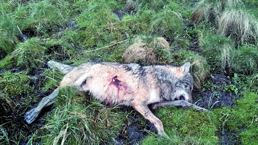 Erschossener Wolf im Westerwald. | Bildquelle: dpa Erschossener Wolf im Westerwald.