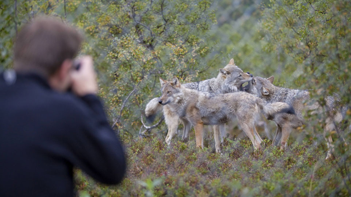 Ein Wolfsrudel wird hinter einem Zaun von einem Fotografen fotografiert