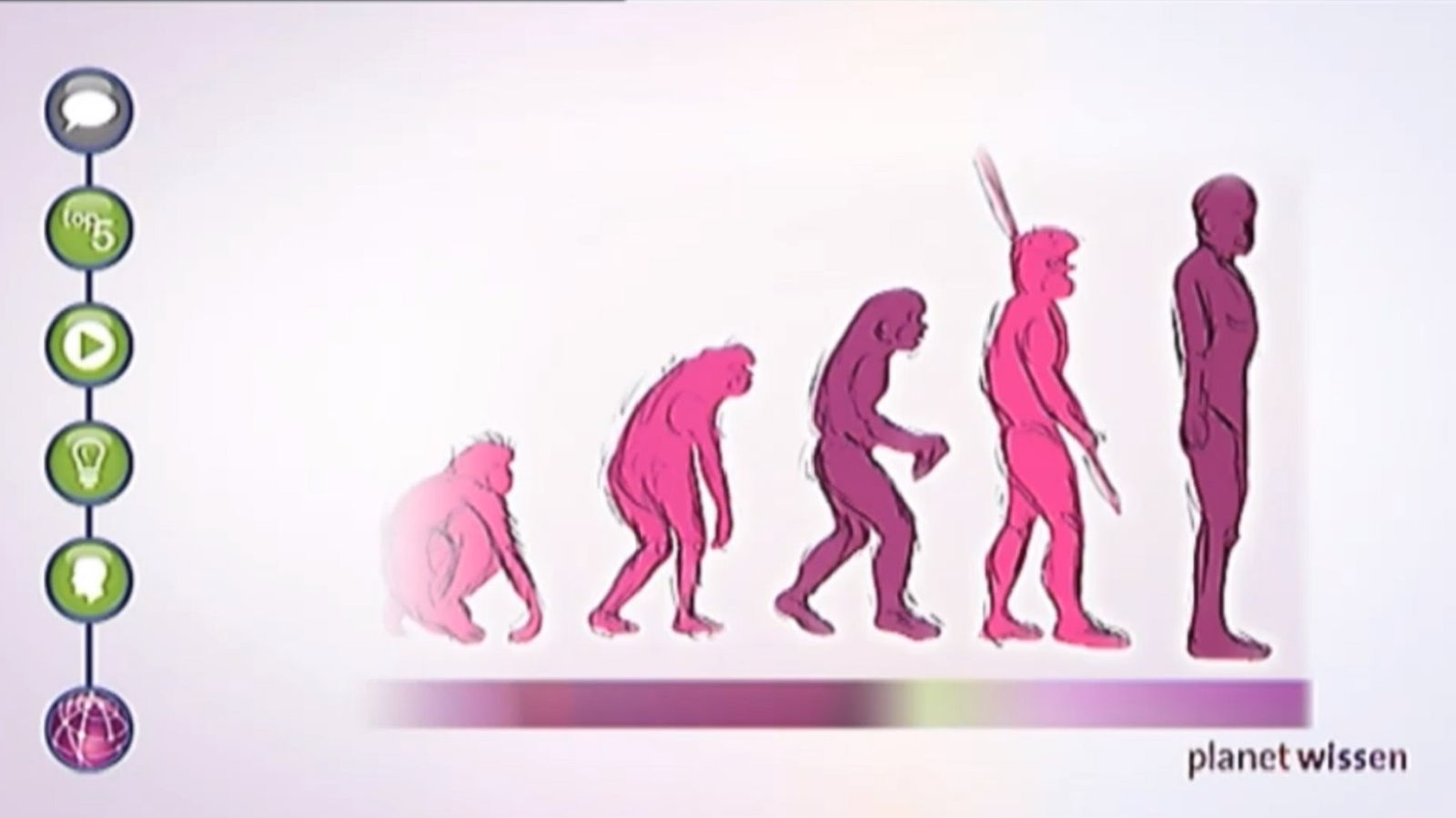 Die Evolution des Menschen.