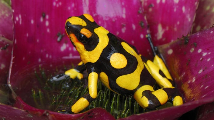 Ein Pfeilgiftfrosch mit gelb-schwarzer Haut auf einer pinken Pflanze.