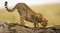 Ein Gepard auf einem Baumstamm.