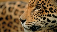 Der Kopf eines Jaguars