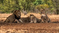 Ein Löwenmännchen und drei Weibchen im Schatten eines Baumes.