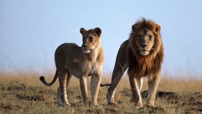Löwenweibchen und Löwenmännchen.