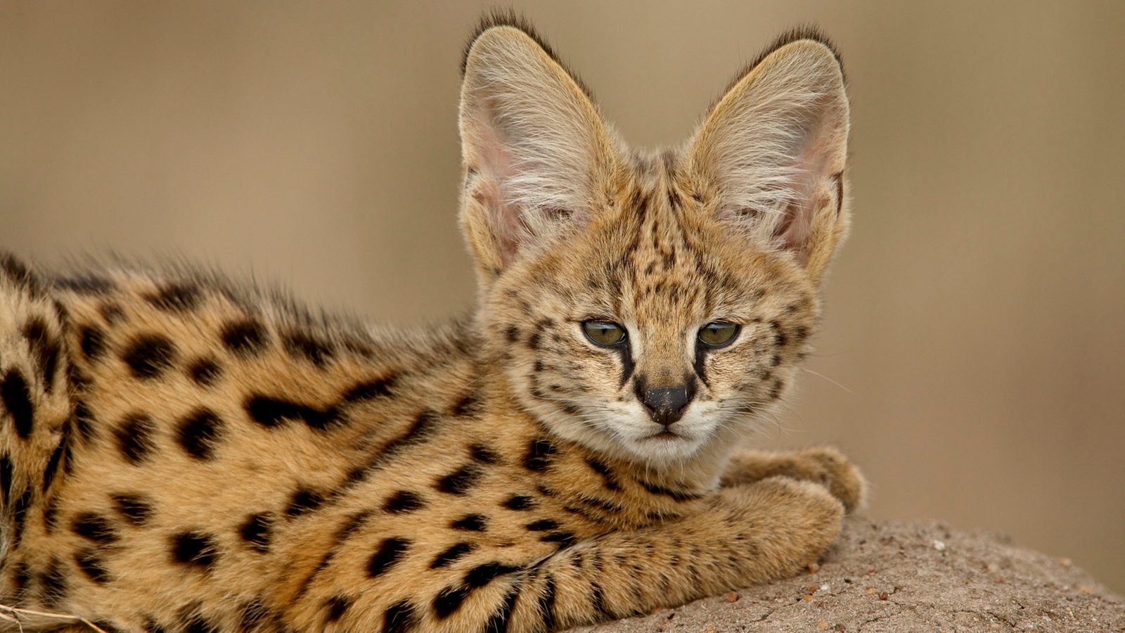Ein Serval schaut in die Kamera