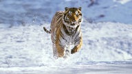 Sibirischer Tiger im Schnee