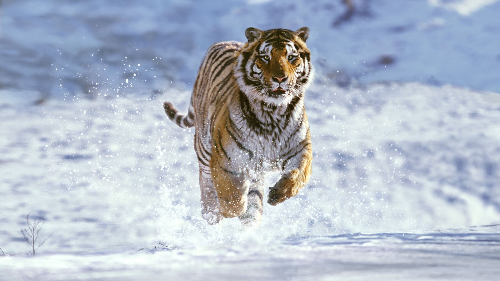 Sibirischer Tiger im Schnee