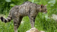 Eine Wildkatze macht einen Buckel