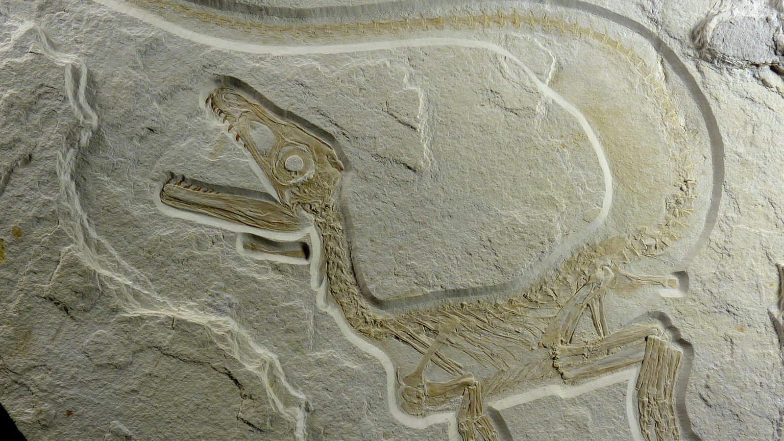 Fossil eines kleinen Raubsauriers mit sehr langem Schwanz.
