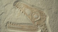 Nahaufnahme eines Dinosaurierfossils, zu sehen ist der Kopf mit großen Augen und spitzen Zähnen.