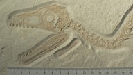 Nahaufnahme eines Dinosaurierfossils, zu sehen ist der Kopf mit großen Augen und spitzen Zähnen, darunter liegt ein Lineal zum Größenvergleich.