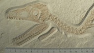 Nahaufnahme eines Dinosaurierfossils, zu sehen ist der Kopf mit großen Augen und spitzen Zähnen, darunter liegt ein Lineal zum Größenvergleich.