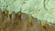 Nahaufnahme eines fossilen Dinosaurierschädels mit scharfen leicht gebogenen Zähnen.
