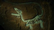 Fossil eines Raubsauriers unter UV-Licht mit dunklen Rändern.