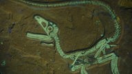 Fossil eines Raubsauriers unter UV-Licht, Reste eines Federflaums sind zu erkennen.