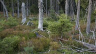 Auerhahn im dichten Unterholz