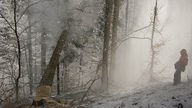 im winterlichen Wald geht eine Tanne zu Boden.